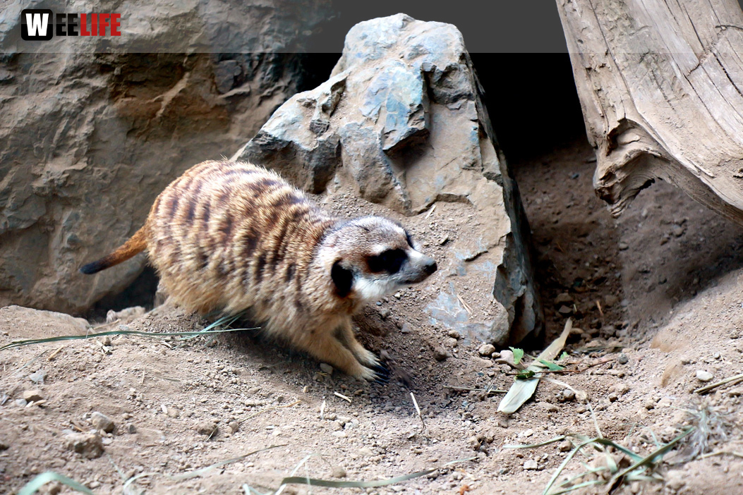 65 Jahre Hofer Zoo