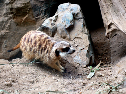 65 Jahre Hofer Zoo – Foto 52