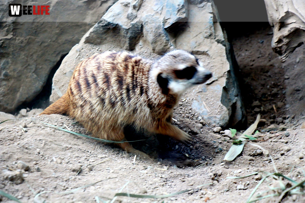 65 Jahre Hofer Zoo