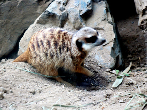 65 Jahre Hofer Zoo – Foto 53