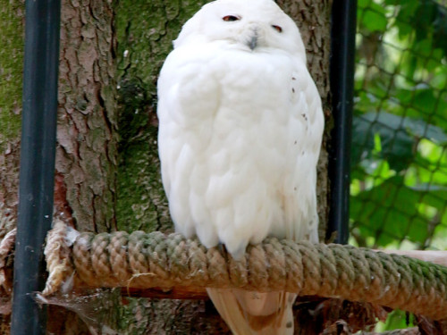 65 Jahre Hofer Zoo – Foto 55