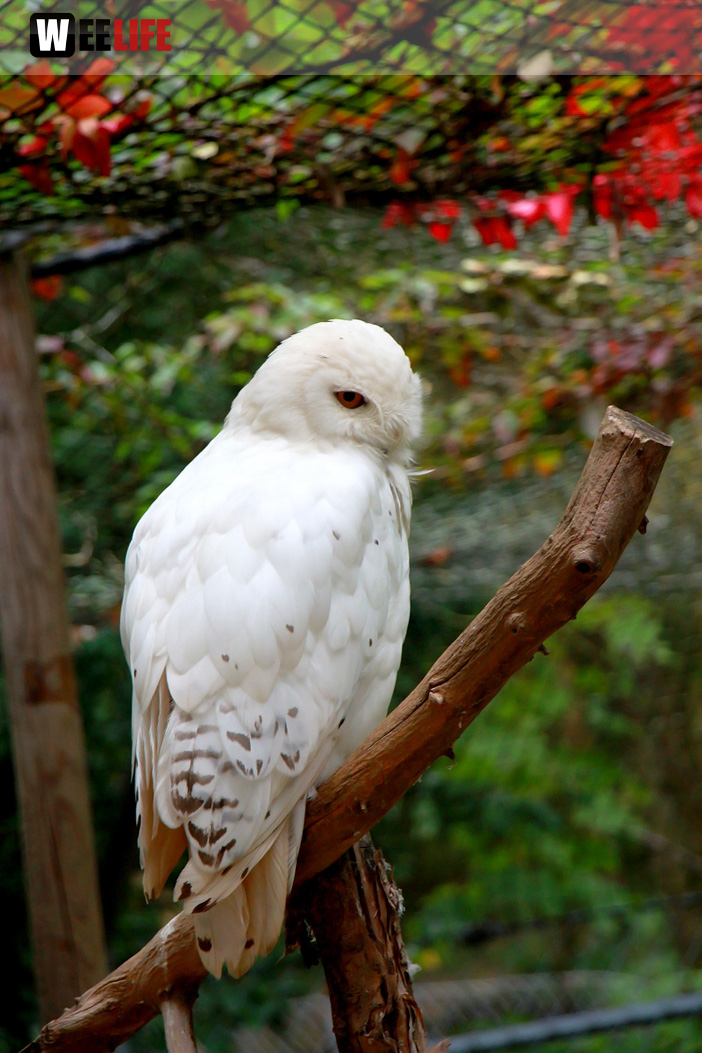 65 Jahre Hofer Zoo
