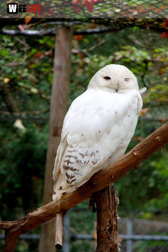 65 Jahre Hofer Zoo
