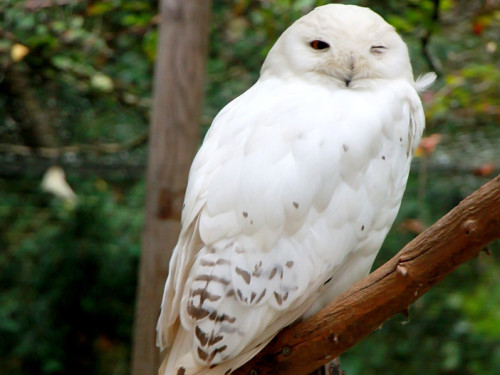 65 Jahre Hofer Zoo – Foto 57