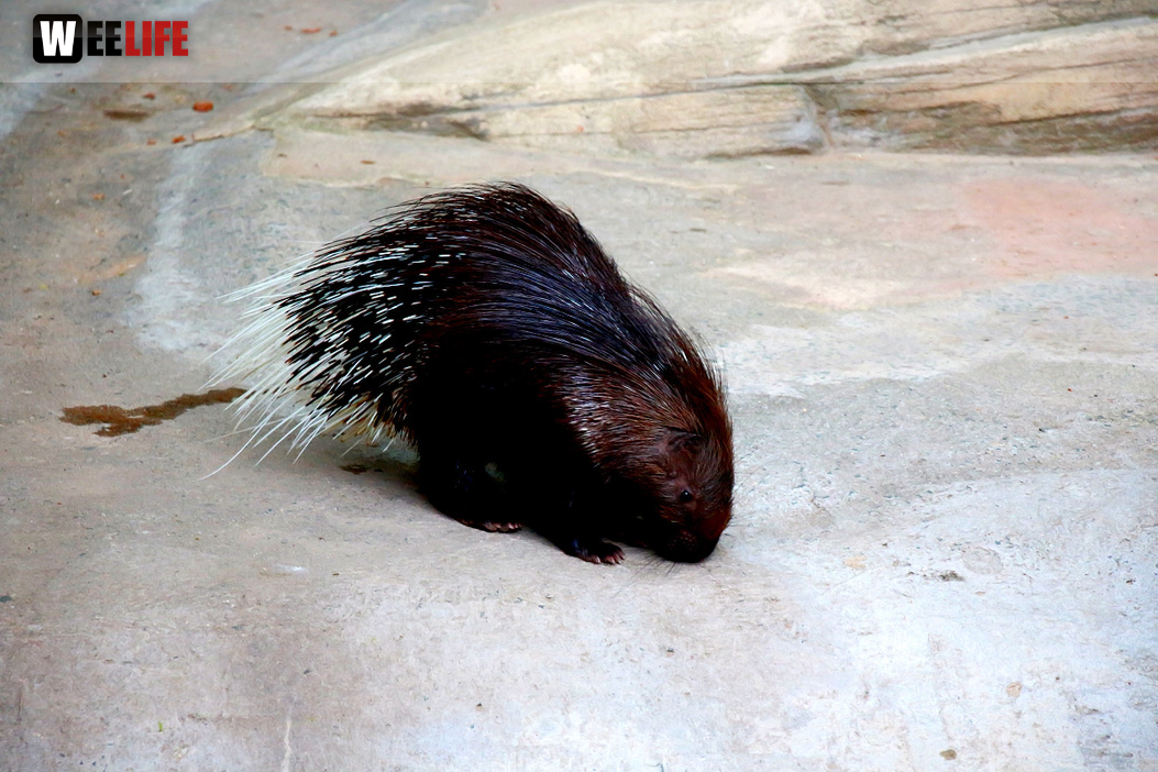 65 Jahre Hofer Zoo