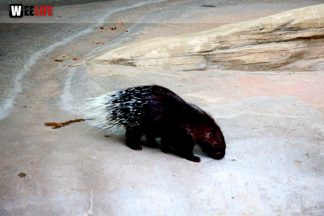 65 Jahre Hofer Zoo