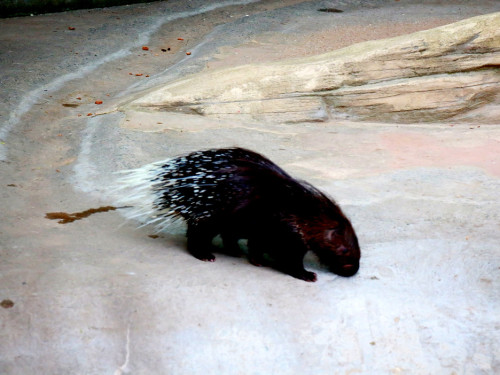 65 Jahre Hofer Zoo – Foto 69