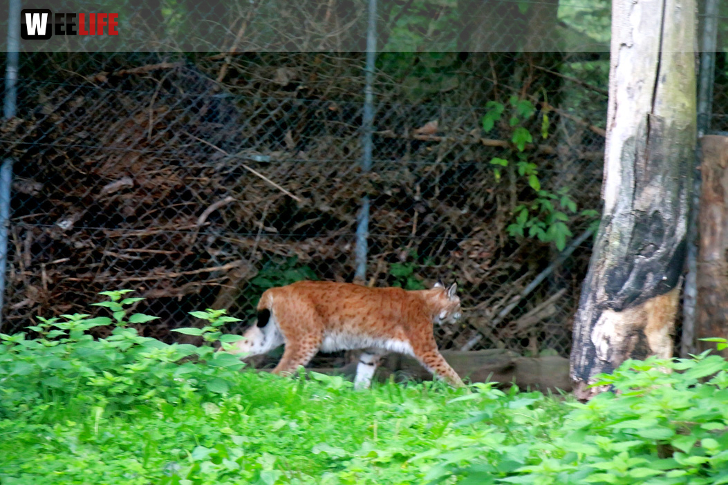 65 Jahre Hofer Zoo