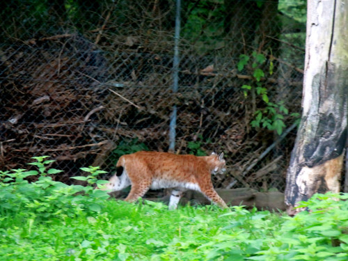 65 Jahre Hofer Zoo – Foto 71