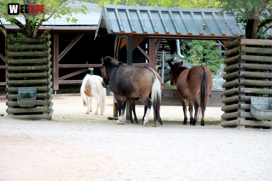 65 Jahre Hofer Zoo