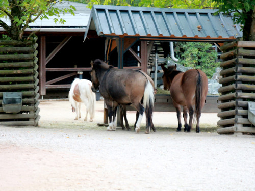 65 Jahre Hofer Zoo – Foto 75