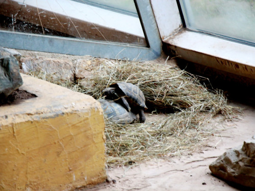 65 Jahre Hofer Zoo – Foto 85