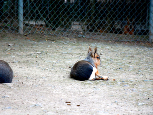 65 Jahre Hofer Zoo – Foto 103