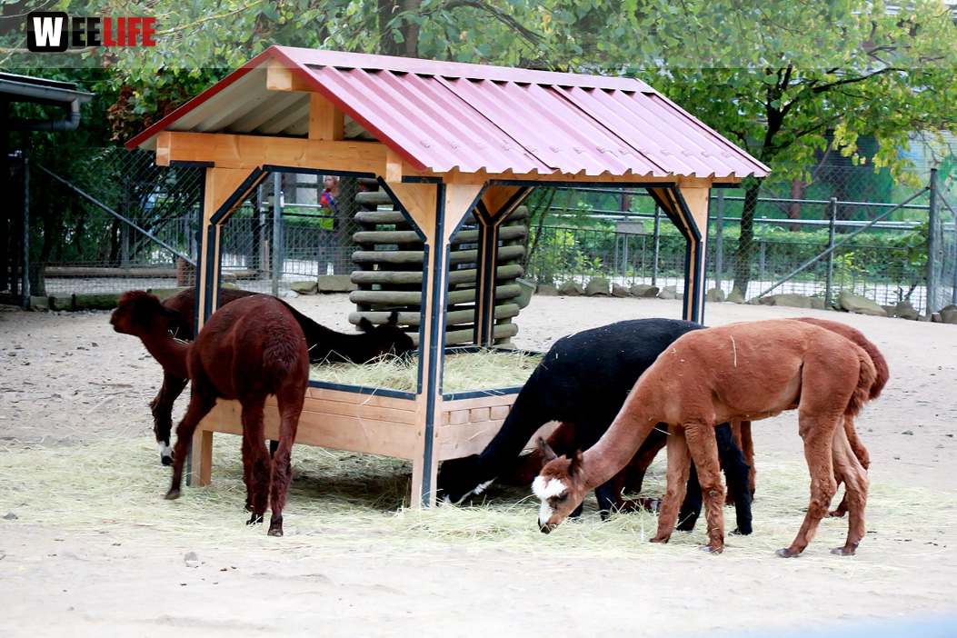65 Jahre Hofer Zoo