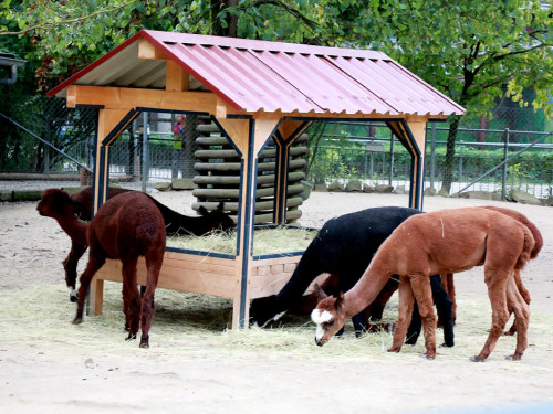 65 Jahre Hofer Zoo – Foto 104