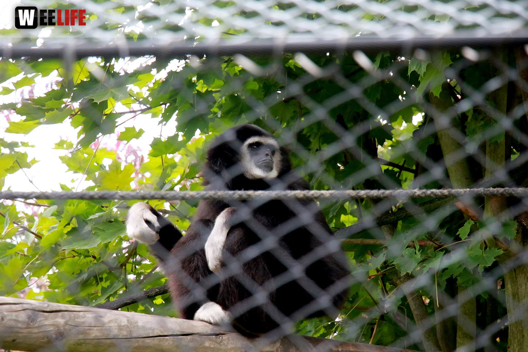 65 Jahre Hofer Zoo