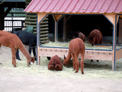 65 Jahre Hofer Zoo – Foto 107