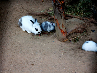 Foto 233962 im Album