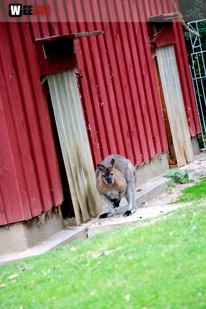 65 Jahre Hofer Zoo