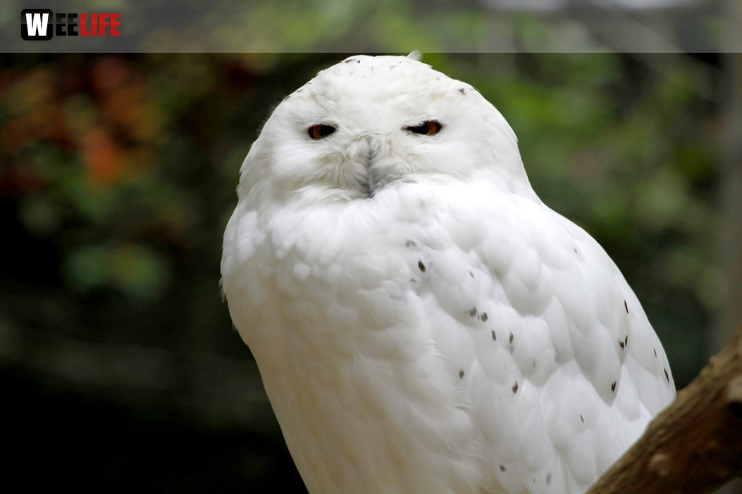 65 Jahre Hofer Zoo