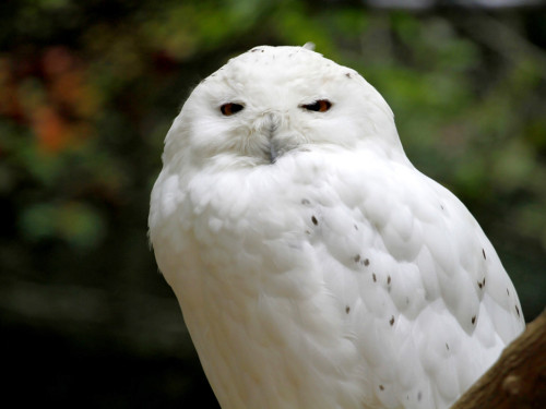 65 Jahre Hofer Zoo – Foto 3