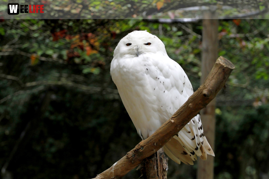 65 Jahre Hofer Zoo