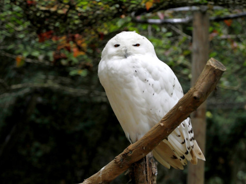 65 Jahre Hofer Zoo – Foto 14