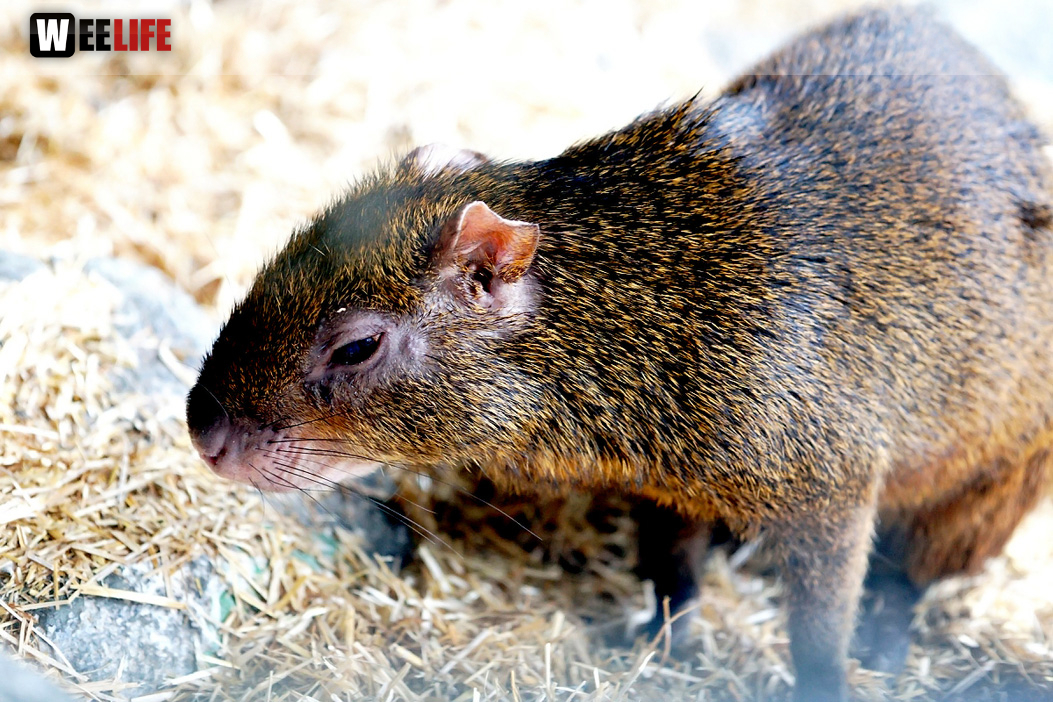 65 Jahre Hofer Zoo