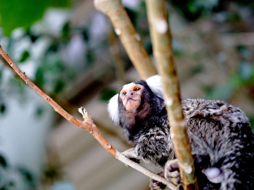 65 Jahre Hofer Zoo – Foto 18