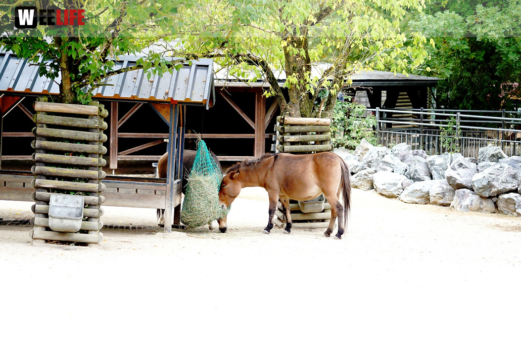 65 Jahre Hofer Zoo