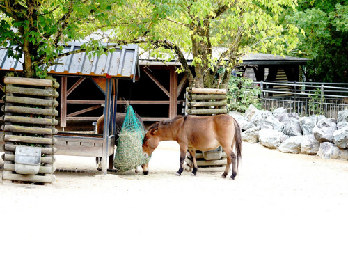 65 Jahre Hofer Zoo – Foto 21