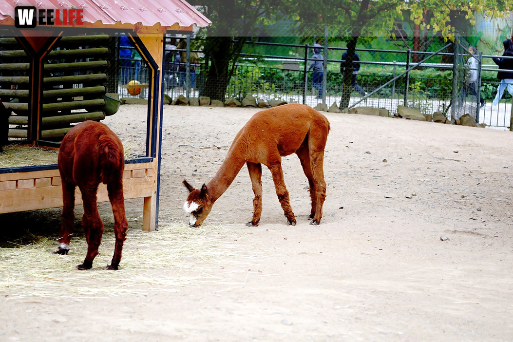 65 Jahre Hofer Zoo