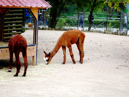 65 Jahre Hofer Zoo – Foto 22