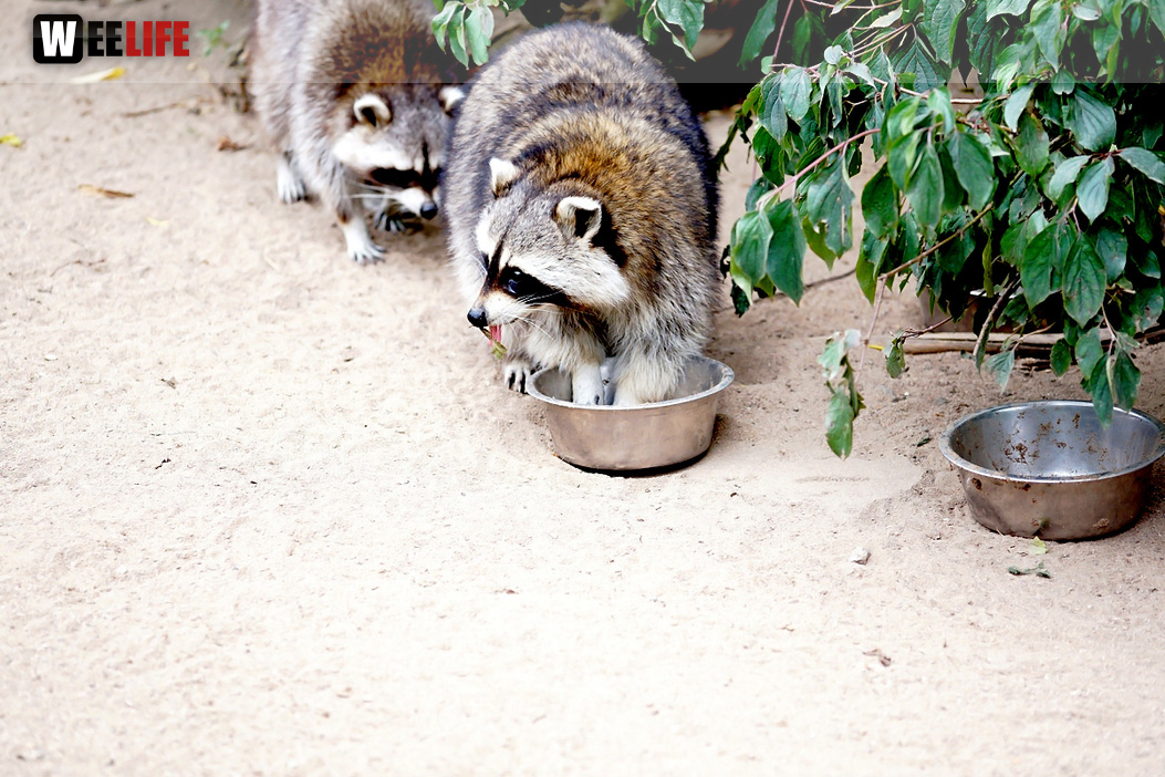 65 Jahre Hofer Zoo