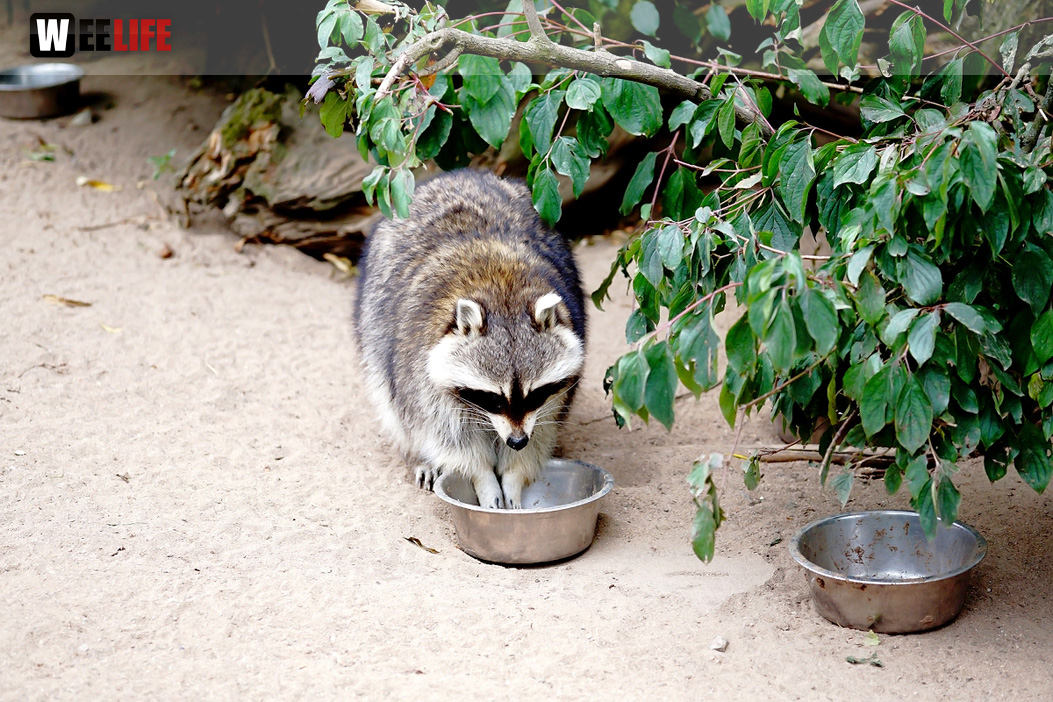 65 Jahre Hofer Zoo