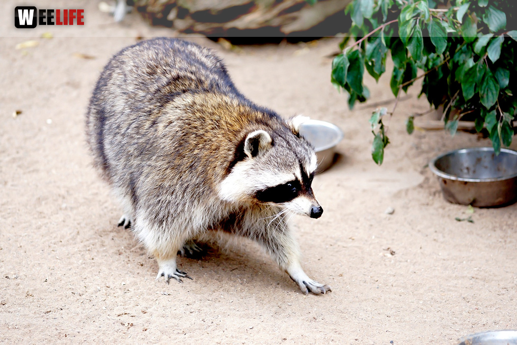 65 Jahre Hofer Zoo