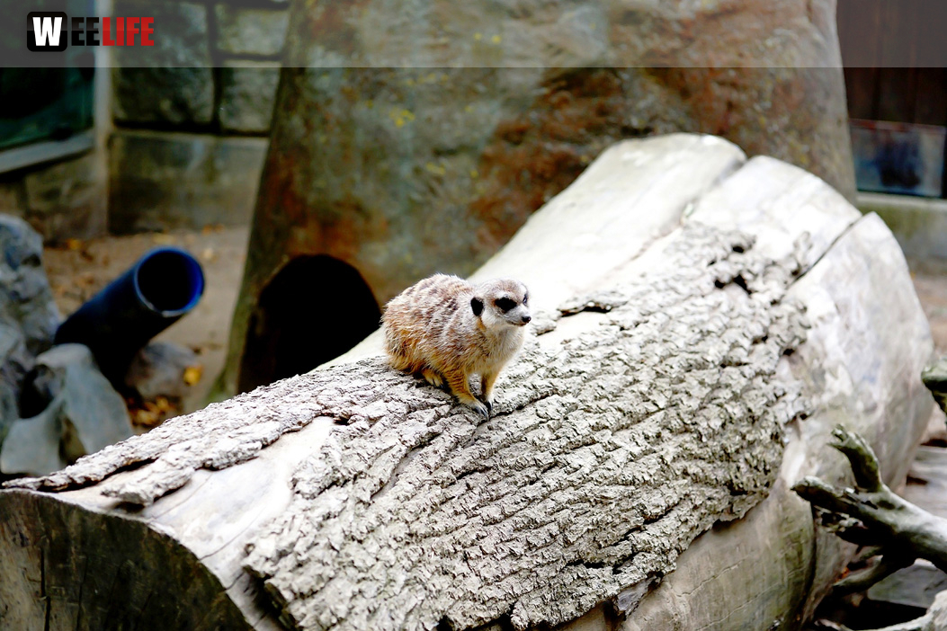 65 Jahre Hofer Zoo