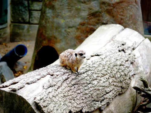 65 Jahre Hofer Zoo – Foto 27
