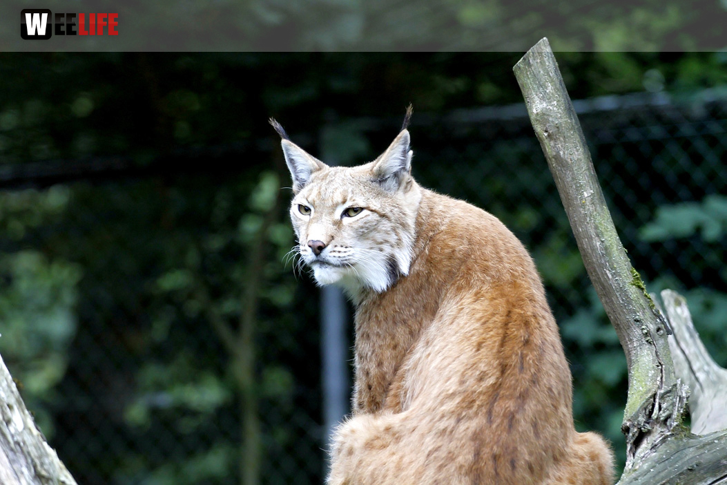 65 Jahre Hofer Zoo
