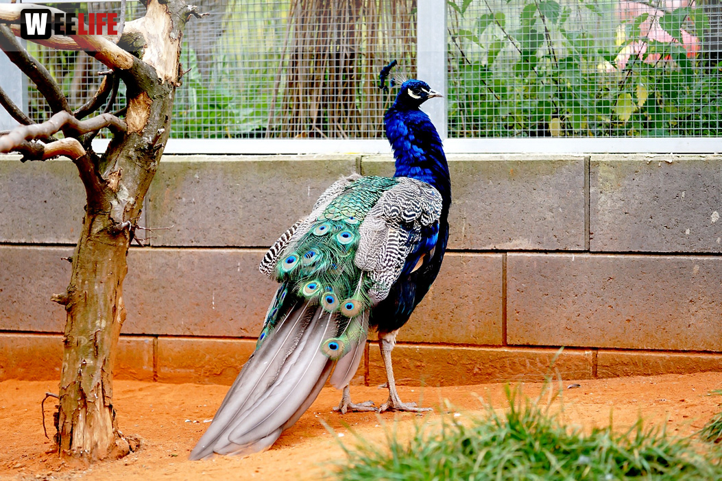 65 Jahre Hofer Zoo