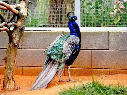 65 Jahre Hofer Zoo – Foto 41