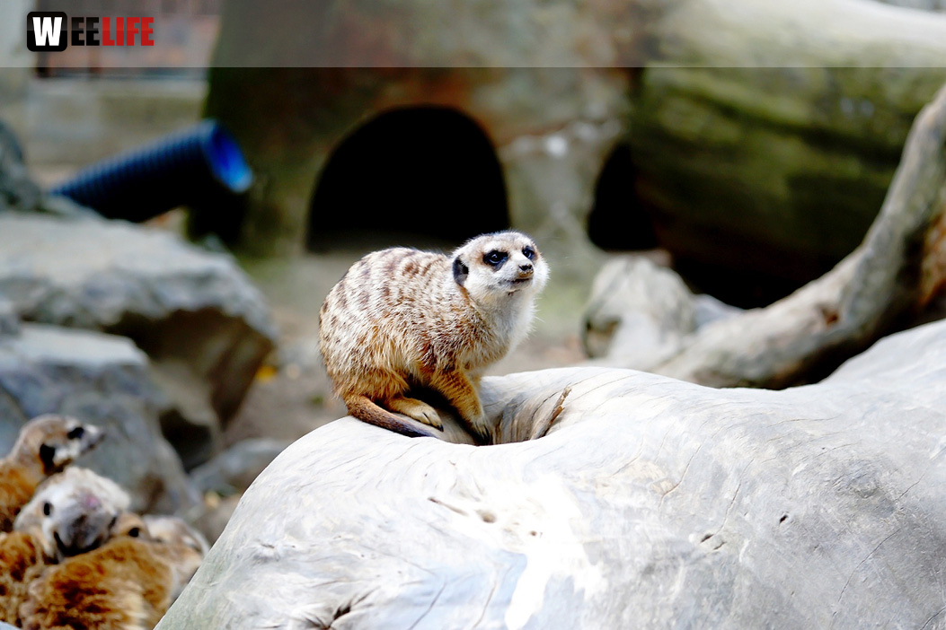 65 Jahre Hofer Zoo