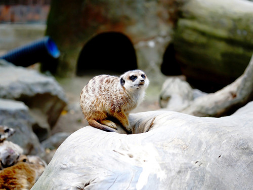 65 Jahre Hofer Zoo – Foto 46