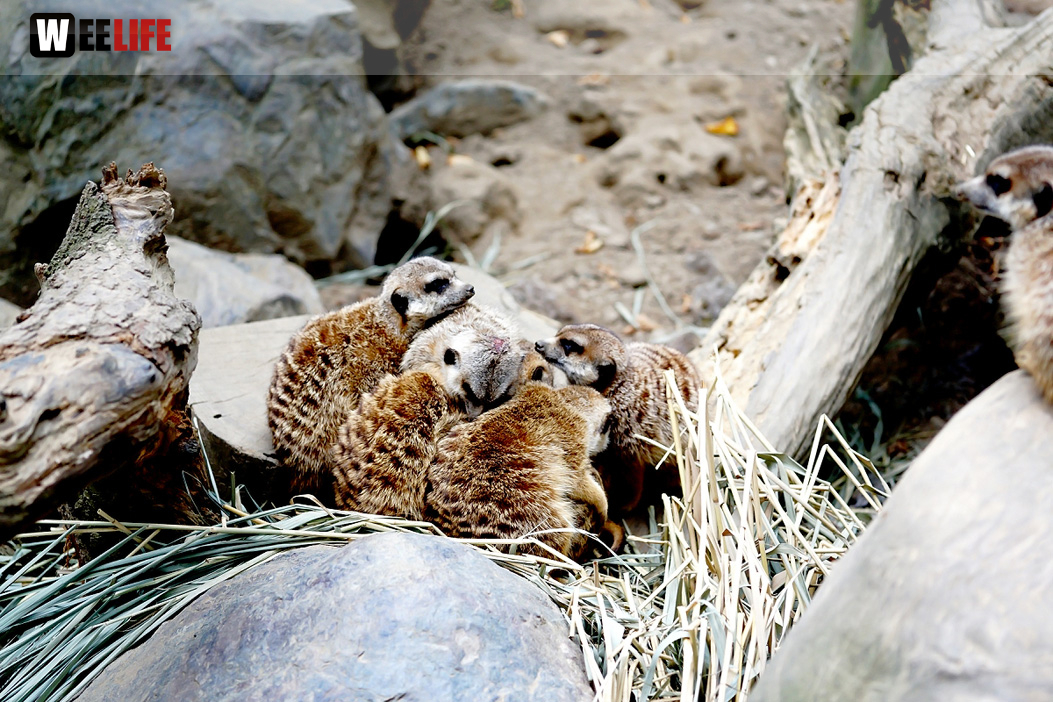 65 Jahre Hofer Zoo