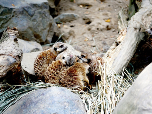 65 Jahre Hofer Zoo – Foto 48