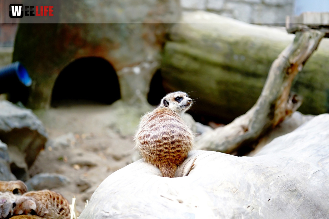 65 Jahre Hofer Zoo