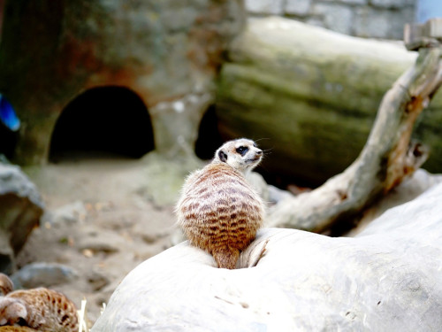 65 Jahre Hofer Zoo – Foto 49