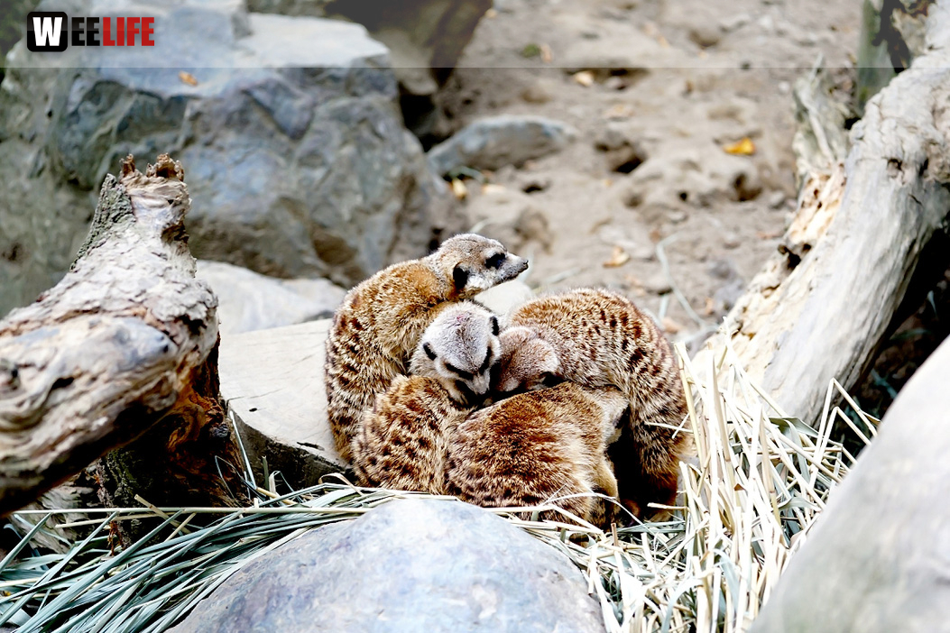 65 Jahre Hofer Zoo