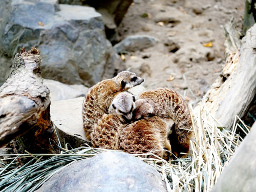 65 Jahre Hofer Zoo – Foto 50