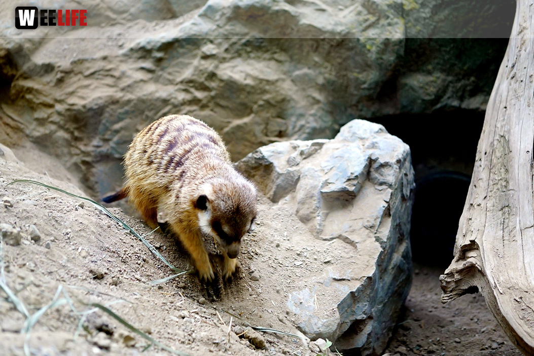 65 Jahre Hofer Zoo